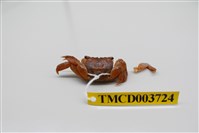 藏品(雙齒近相手蟹)的圖片